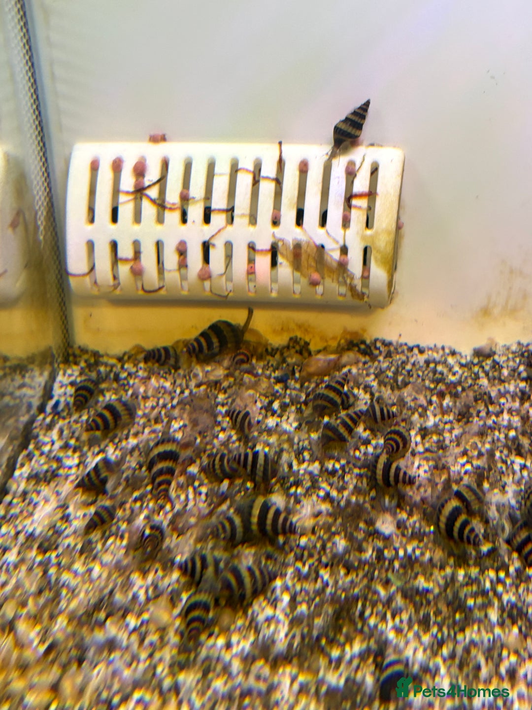 Snails fish for sale: Assassin snails  - Image 1
