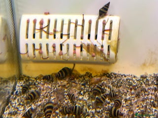 Snails fish Assassin snails - Advert 9