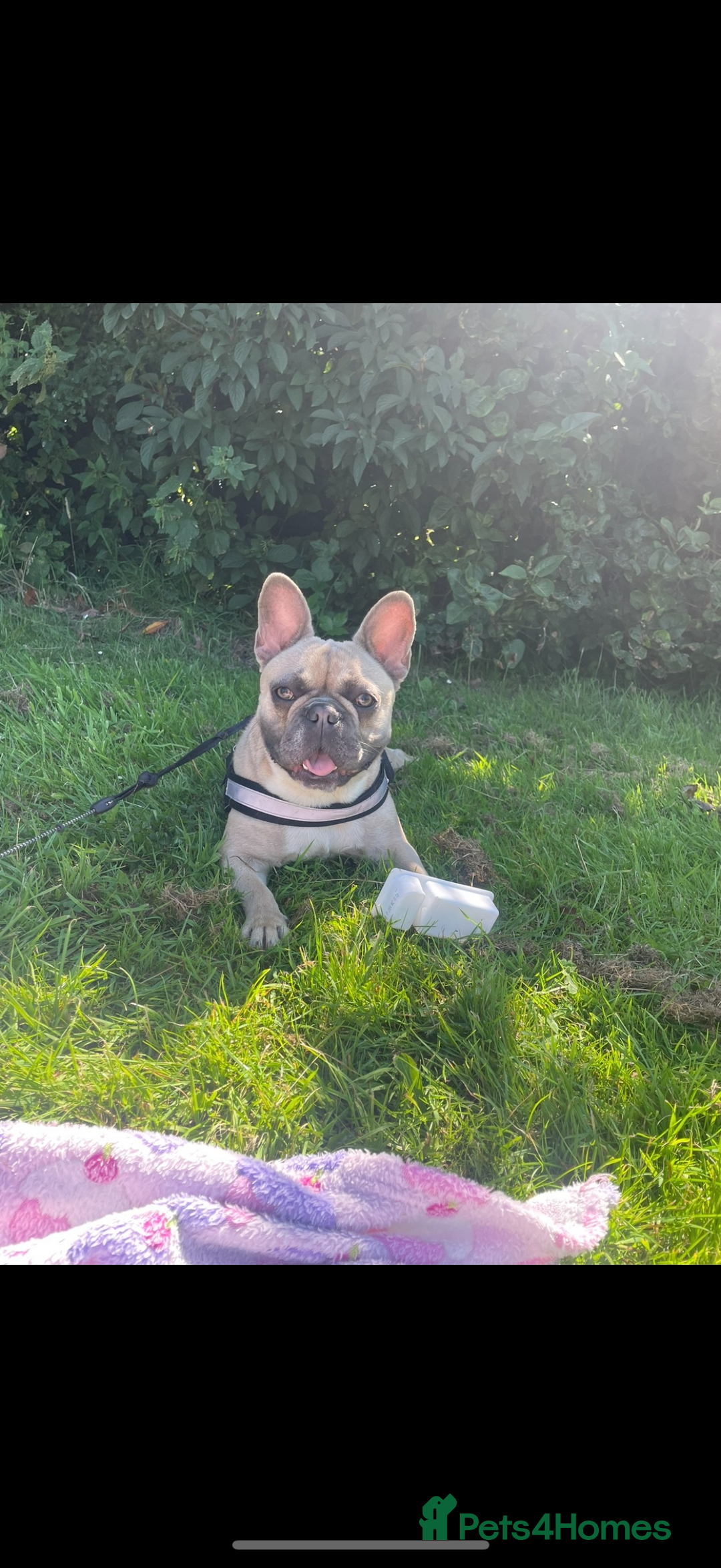 French Bulldog dogs for sale: French bulldog puppies  - Advert 1
