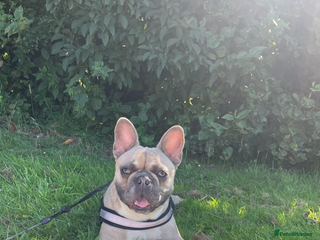 French Bulldog dogs French bulldog puppies - Advert 10