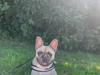 French Bulldog dogs French bulldog puppies - Advert 19