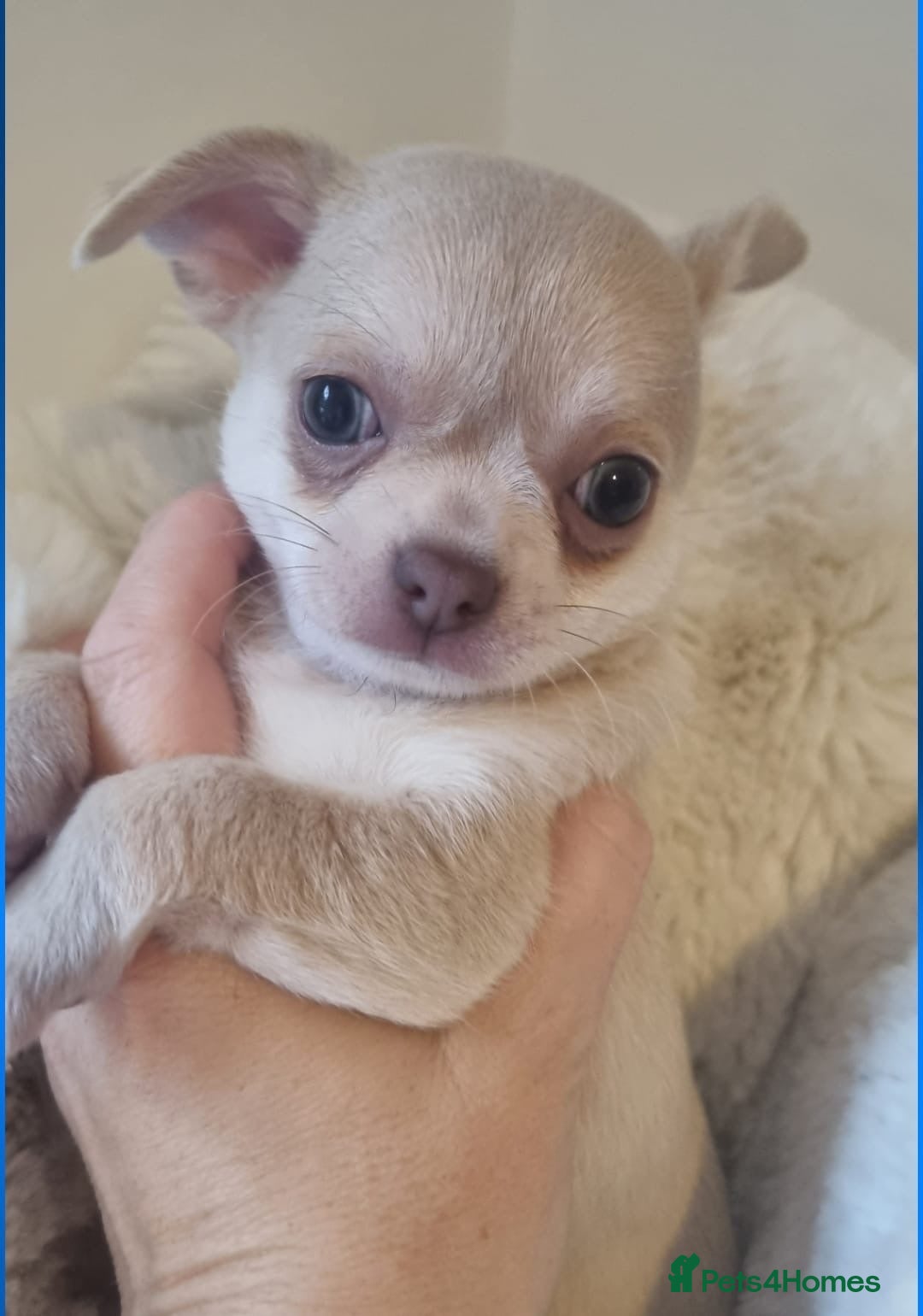 Chihuahua dogs for sale: Gorgeous Smooth coat KC registered chihuahuas - Image 17
