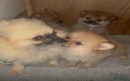 Pomeranian dogs for sale: Pomeranian puppies - Image 11