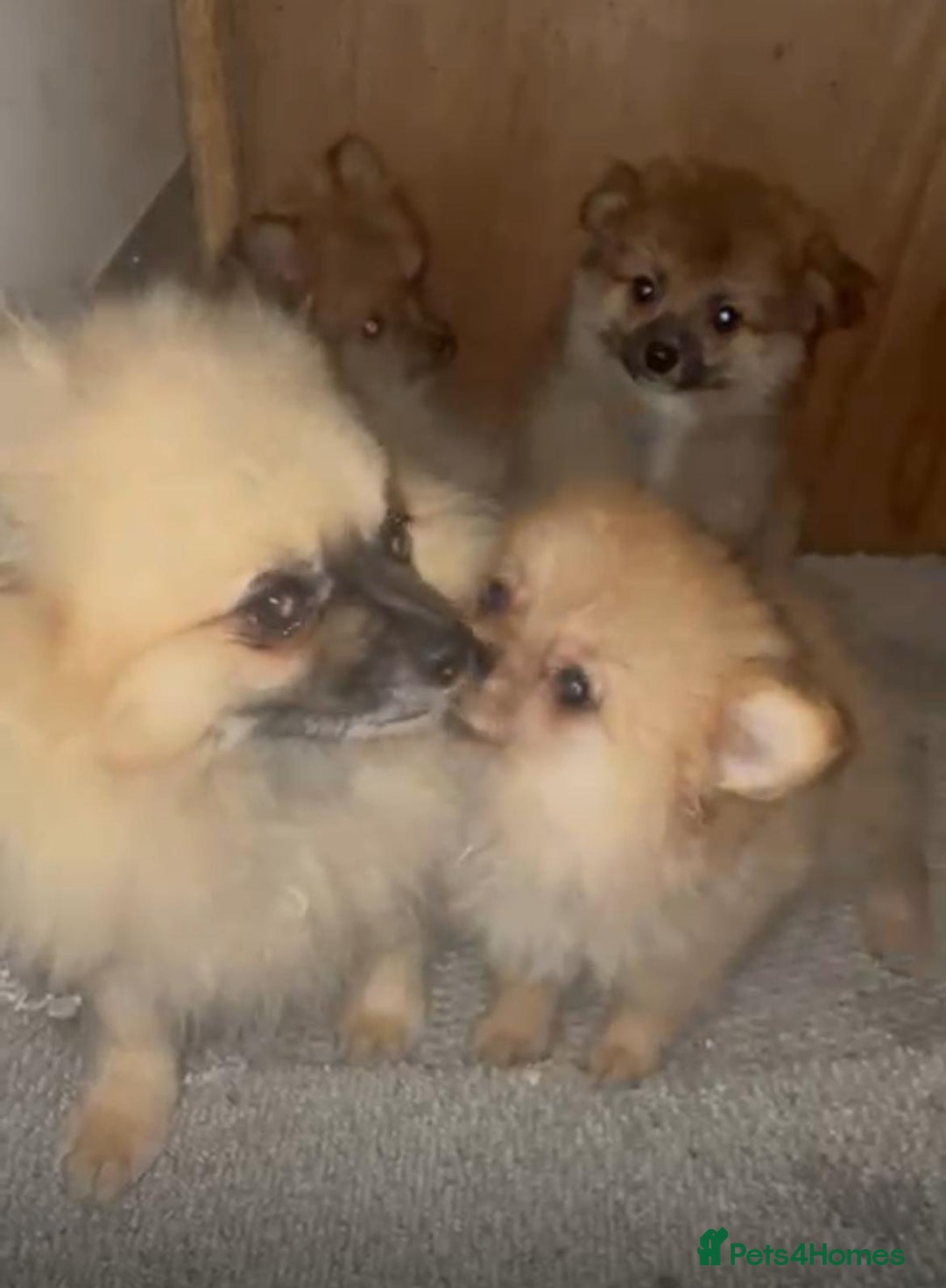 Pomeranian dogs for sale: Pomeranian puppies - Image 11