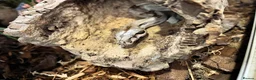 Boa Snake reptiles for sale: Hypo boa het leopard juvenile  - Advert 2