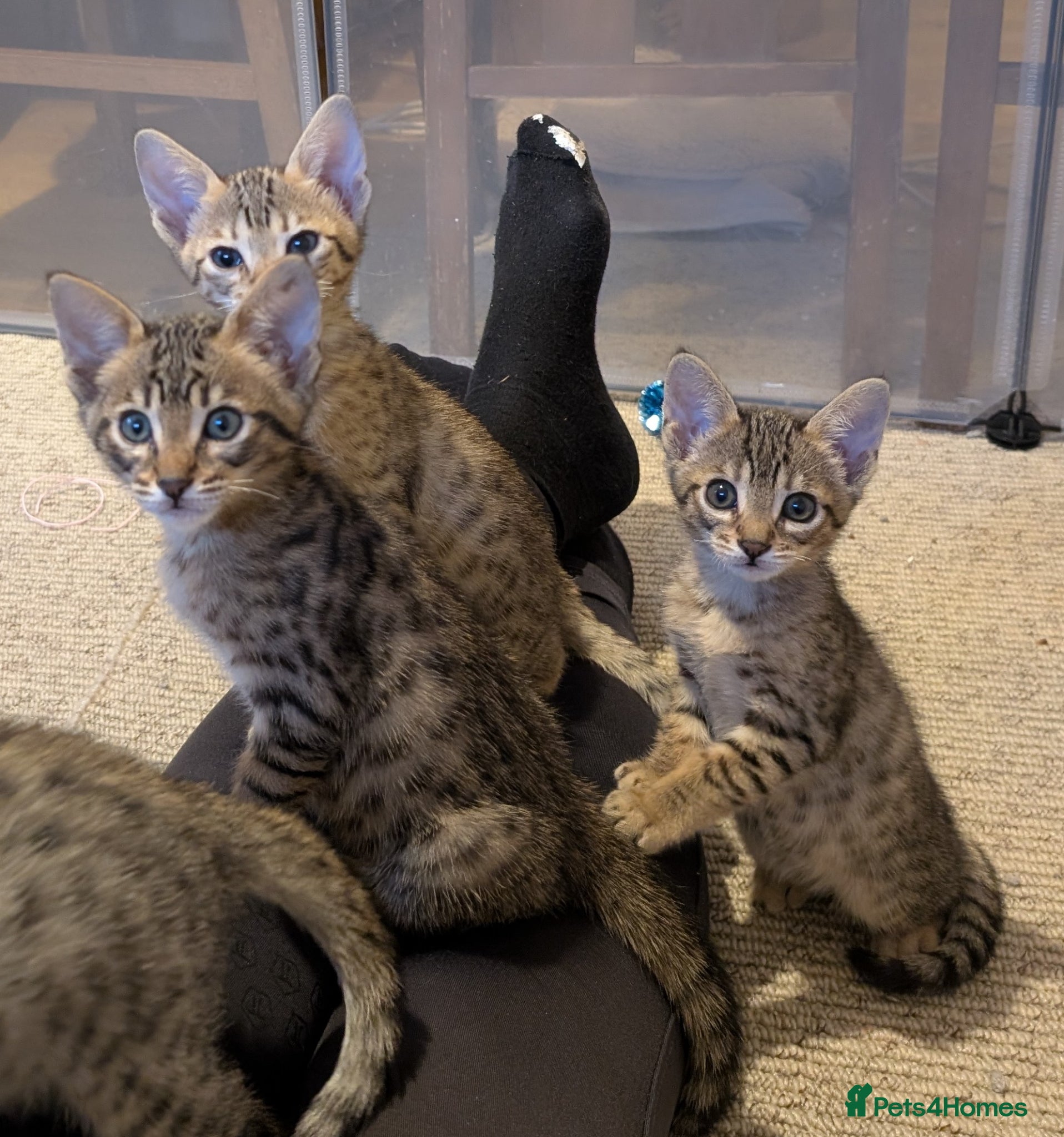 Savannah cats Stunning, affectionate, TICA f5sbt Savannahs - Advert 1