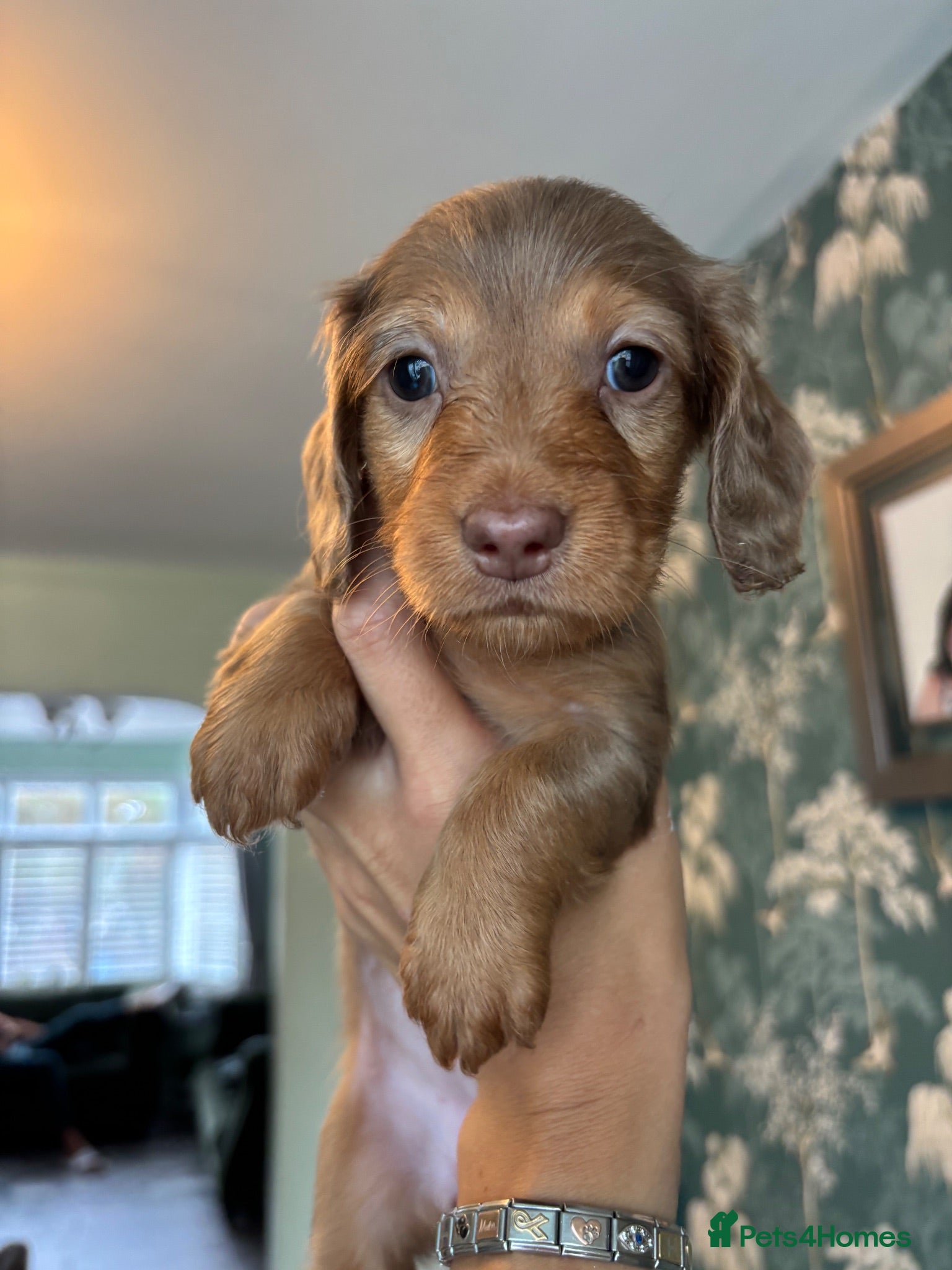 Dachshund dogs 7 Beautiful Dachshund Puppies - Advert 2
