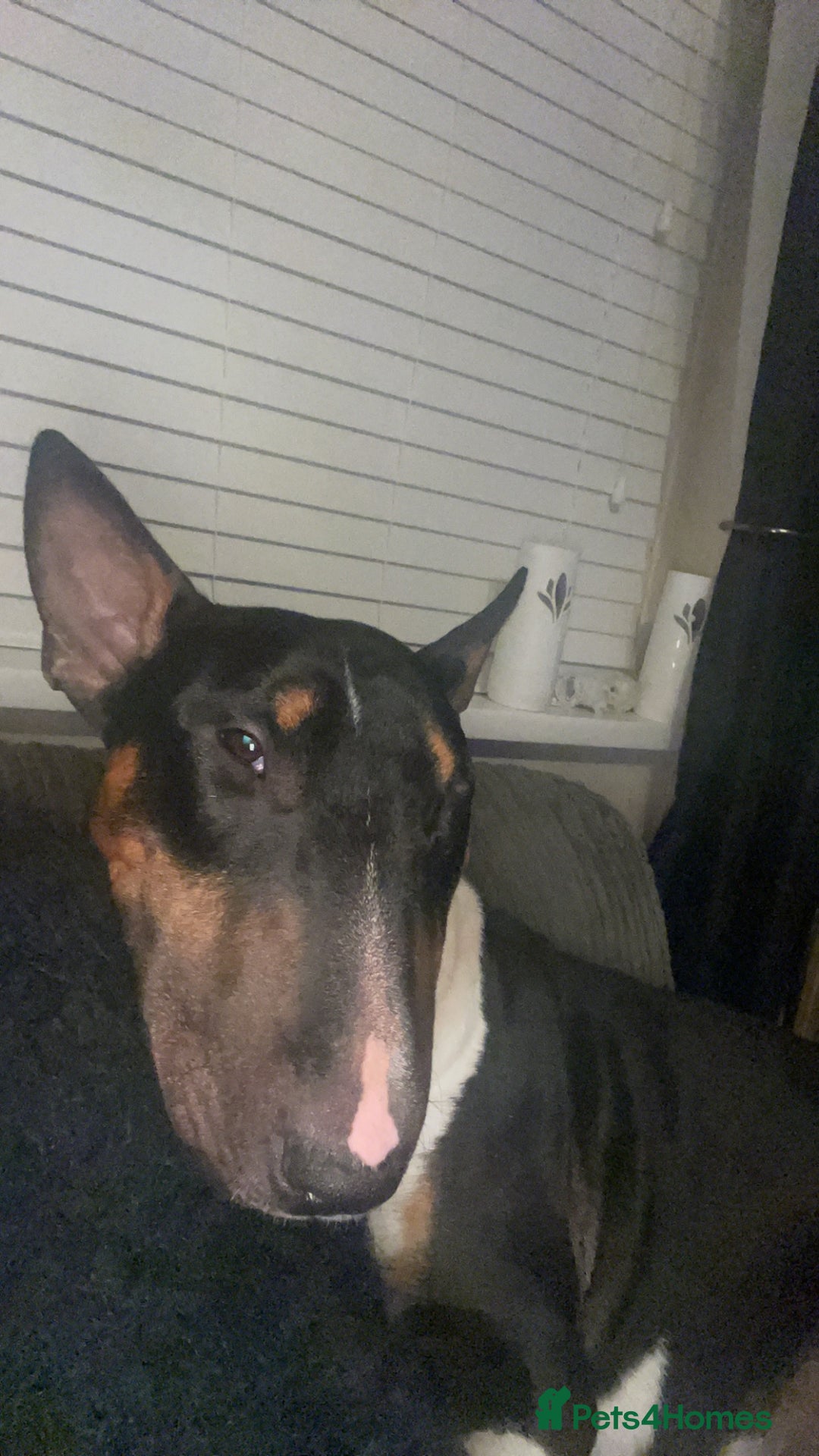 English Bull Terrier dogs for sale: English Bull Terrier - Image 11
