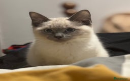 Ragamese cats for sale: Lovely ragamese kitten  - Image 2