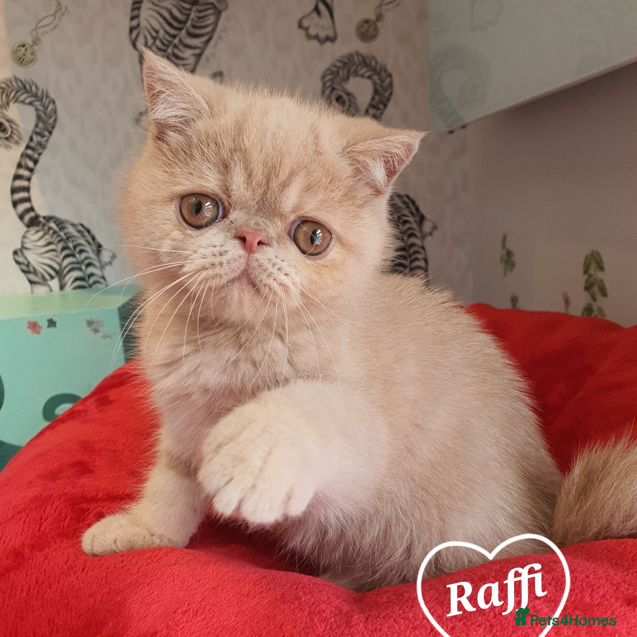 Exotic cats  💙 Chunky Gccf registered boys 💙 - Advert 4