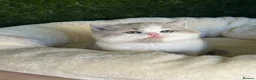 British Shorthair cats for sale: Health tested parents gccf reg lilac & white males - Advert 2