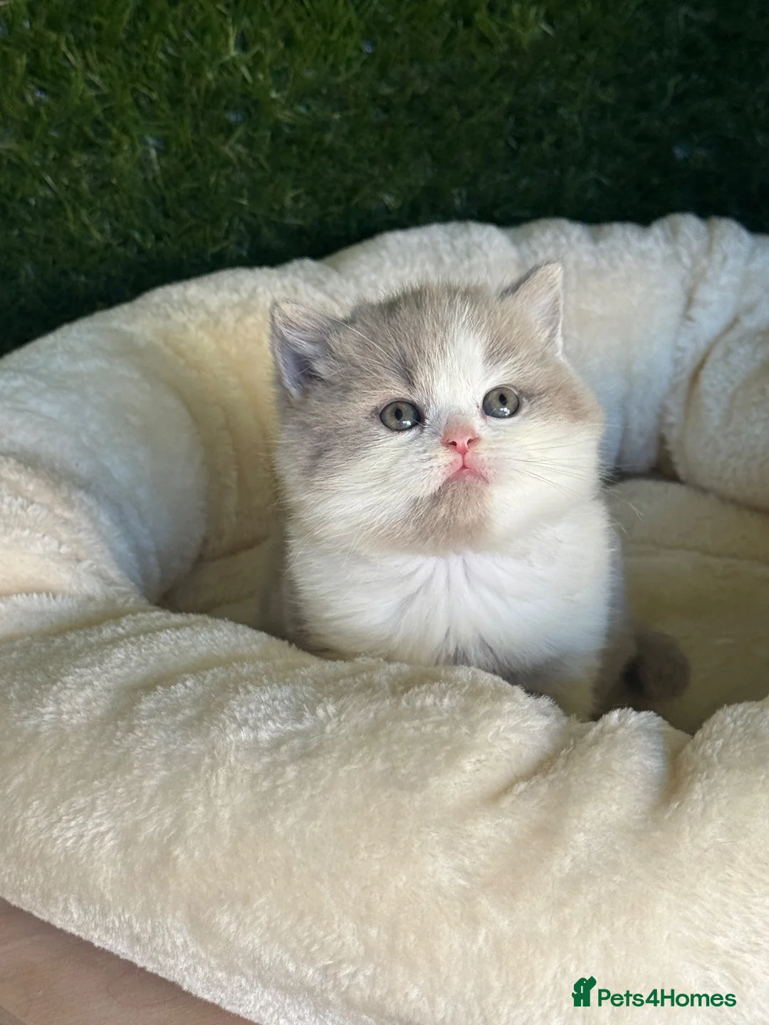 British Shorthair cats for sale: Health tested parents gccf reg lilac & white males - Advert 2