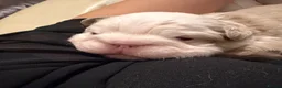 French Bulldog dogs for sale: Two caramel pink husky frenchies  - Advert 3