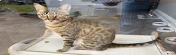 Savannah cats for sale: Stunning F5 Savannah Girl TigerLily - Advert 4