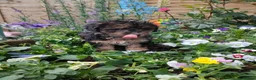 Jackapoo dogs for sale: F1b jackapoo puppies - Advert 5