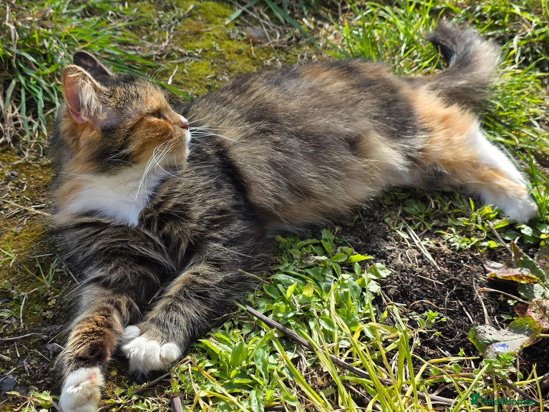 Maine Coon cats for sale: Maine Coon Kittens  in Bridgwater - Advert 2