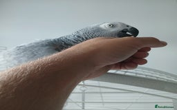 Parrots birds for sale: African Grey - Image 2