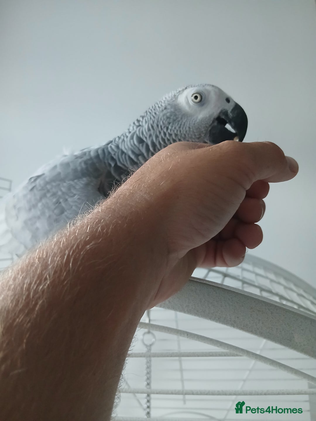 Parrots birds for sale: African Grey - Image 2