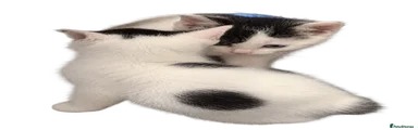 Domestic Shorthair 4