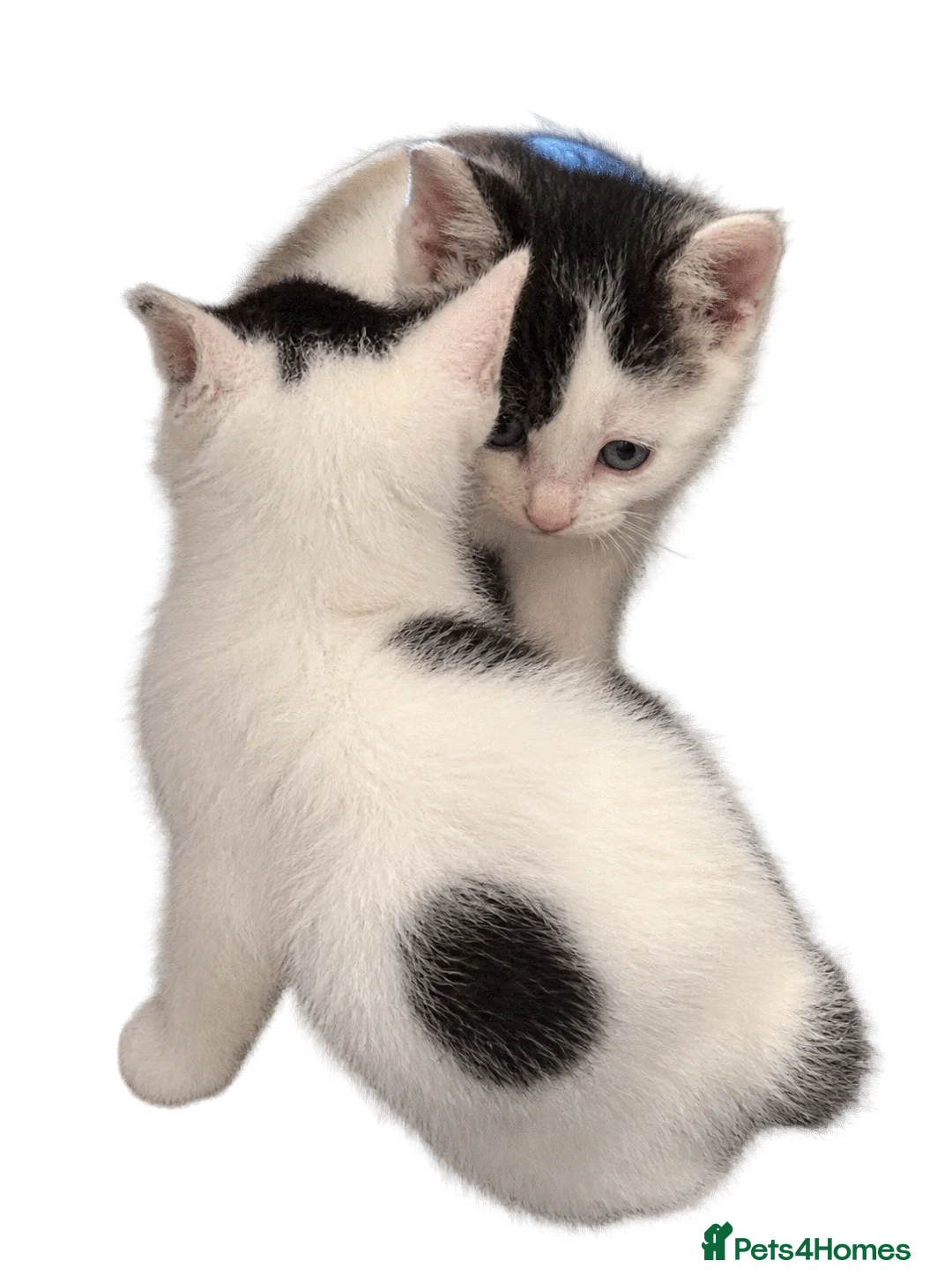 Domestic Shorthair cats for sale: 4 kittens for sale in Denbigh - Advert 2