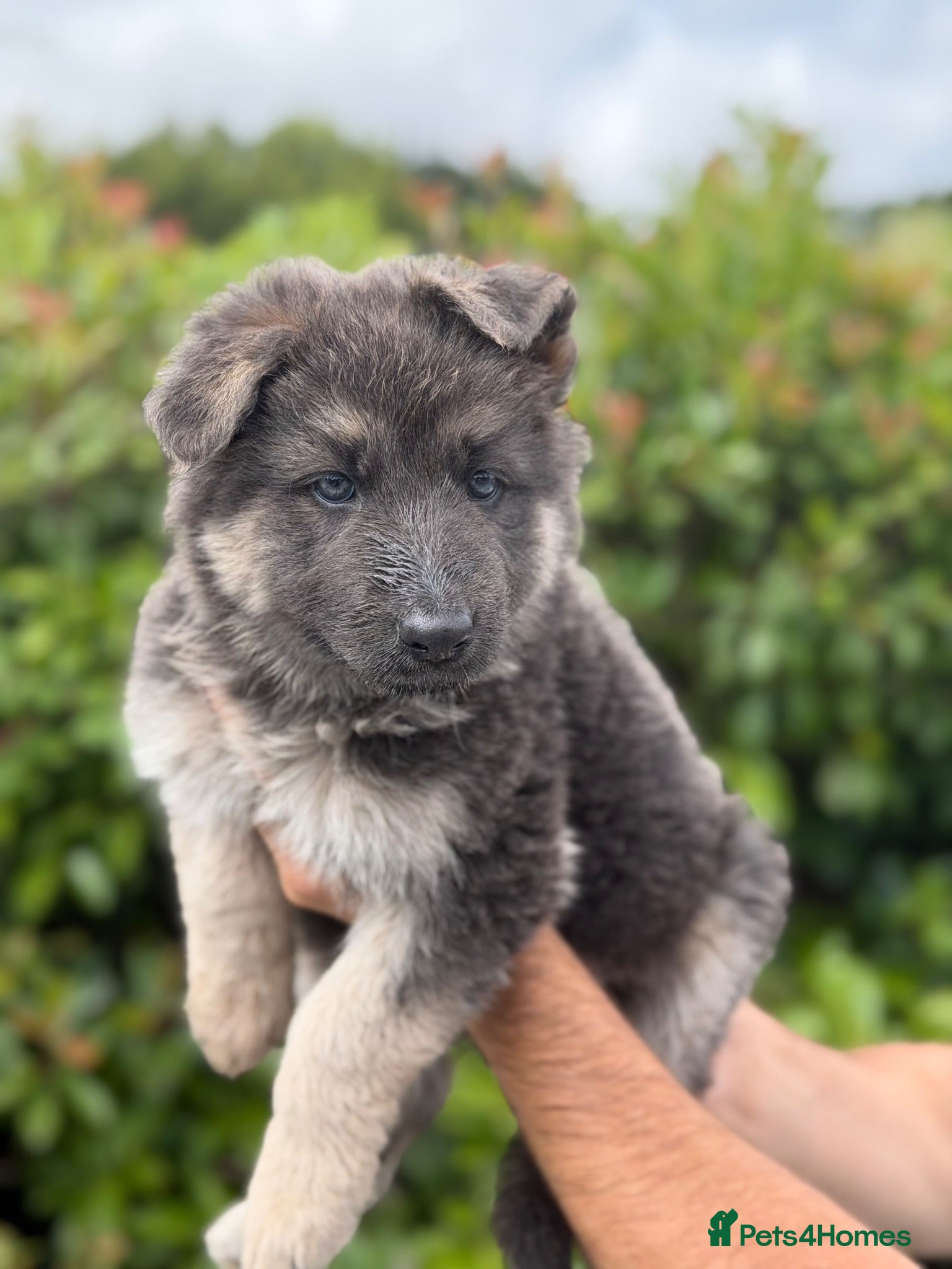 German Shepherd dogs KC Blue & Tan German Shepherd Girls ⭐ - Advert 1