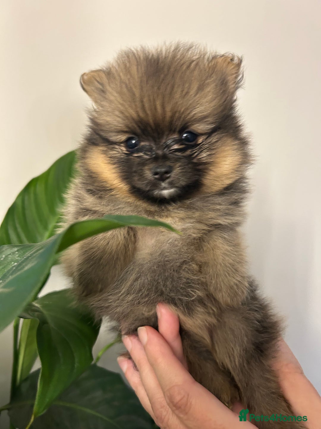 Pomeranian dogs for sale: Kc reg. Show quality 3 Pomeranian girls - Image 9