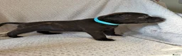 Staffordshire Bull Terrier dogs for sale: KC REGISTERED STAFFORDSHIRE BULL TERRIERS  - Advert 26