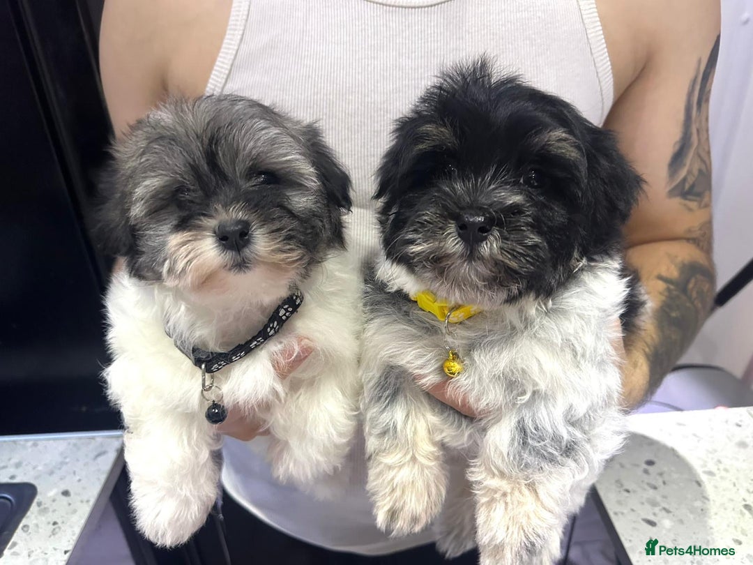 Malshi dogs for sale: Maltese x shih tzu - Malshi puppies - Advert 3