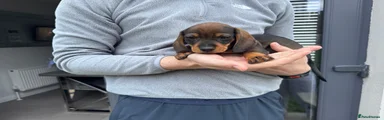 Dachshund Puppy 6