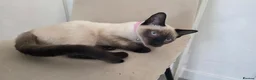 Siamese cats for sale: 8 month old confident siamese  in Southampton - Advert 6