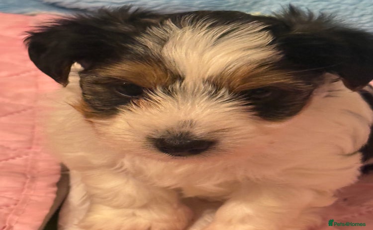 Biewer Terrier dogs - Advert 1