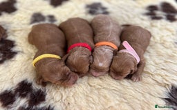 Cockapoo dogs for sale: F1 Cockapoos from health tested parents  - Image 7