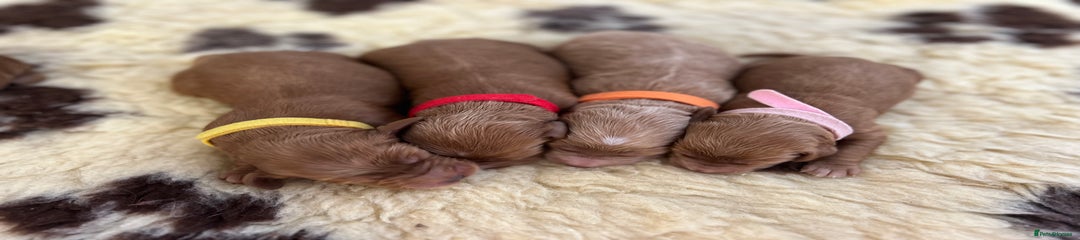 Cockapoo Puppy 3
