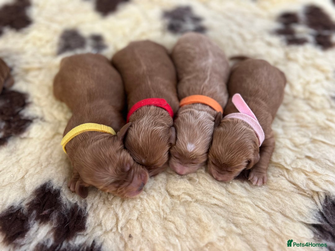 Cockapoo dogs for sale: F1 Cockapoos from health tested parents  - Image 7