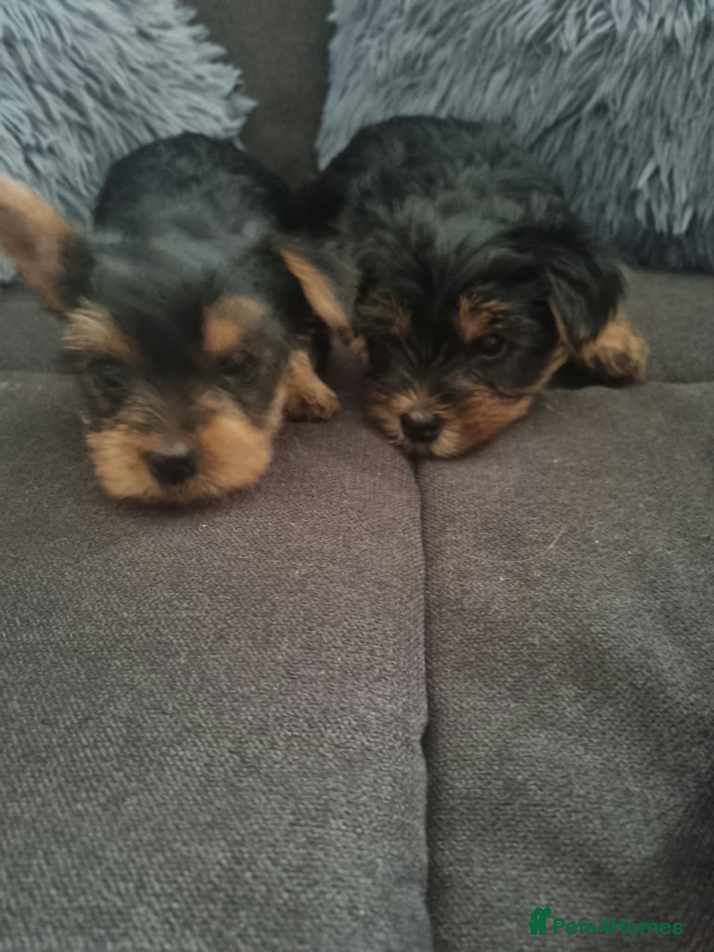 Yorkshire Terrier dogs Super cute miniature Yorkshire terriers - Advert 1