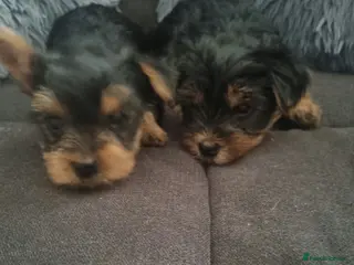 Yorkshire Terrier dogs Super cute miniature Yorkshire terriers - Advert 1