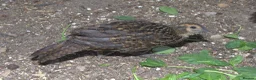 Pheasants poultry for sale: Temminck's Tragopans chicks - Advert 7