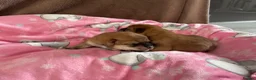 Japanese Shiba Inu dogs for sale: KC registered Japanese Shiba Inu puppies - Advert 6