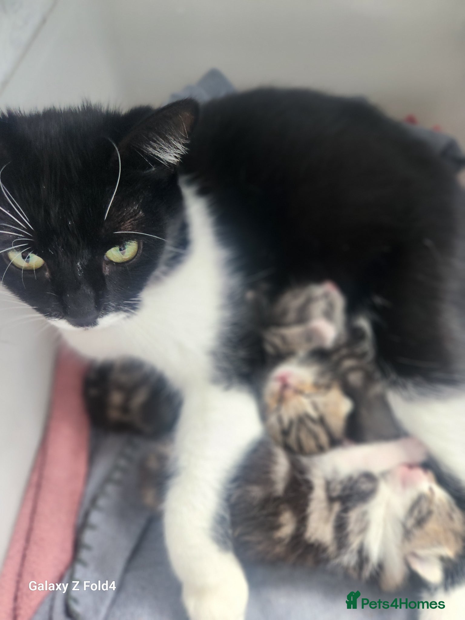 Mixed Breed cats Beautiful kittens - Advert 2