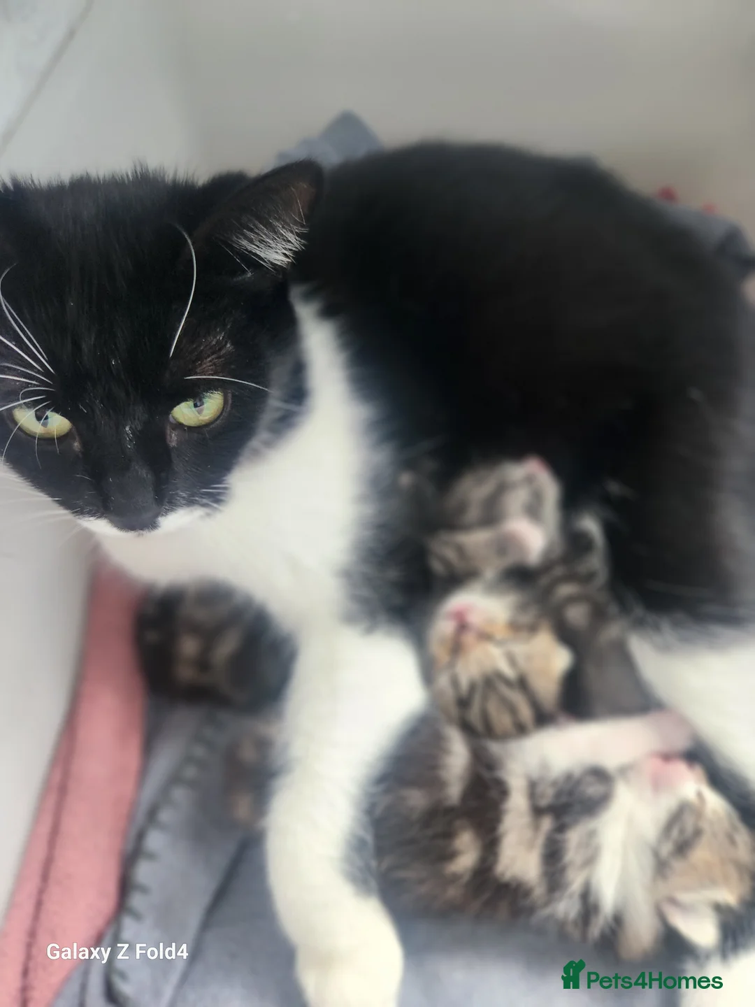 Mixed Breed cats for sale: Beautiful kittens - Advert 1