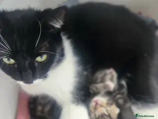 Mixed Breed cats Beautiful kittens - Advert 2