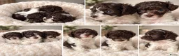Toy Poodle dogs for sale: 🤎🍫 Exceptional Asian Teddy Bears 🧸🤎 - Advert 30