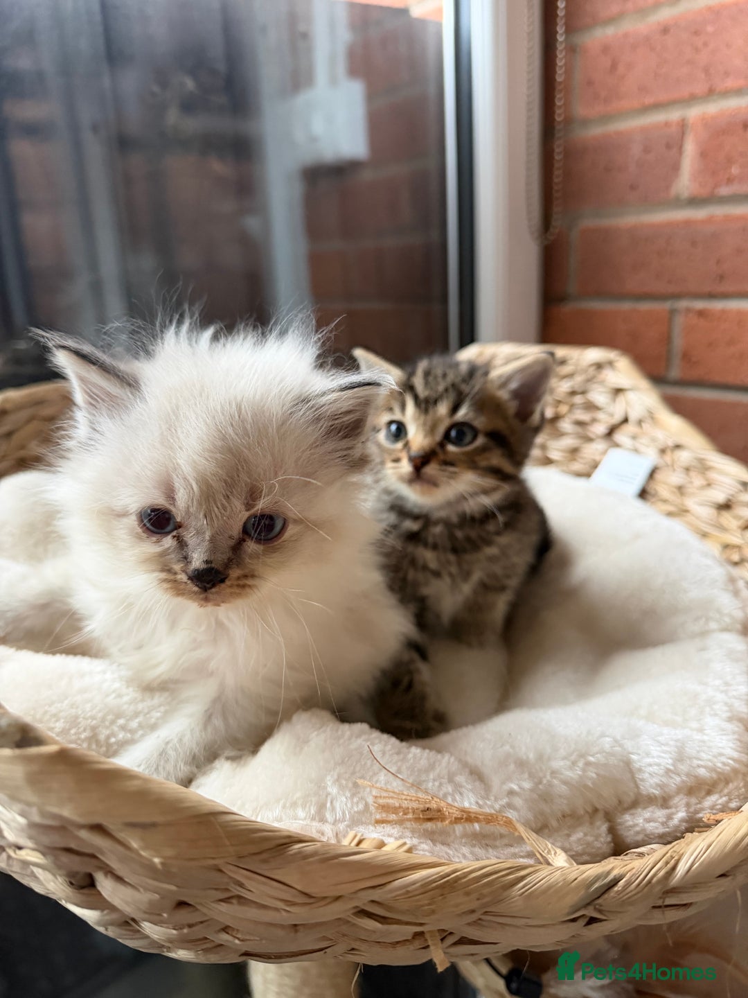 Mixed Breed cats for sale: Mixed breed Kittens - Advert 2