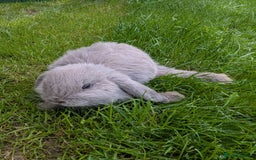 Mini Lop rabbits for sale: Beautiful mini lops, some have additional needs  - Image 6