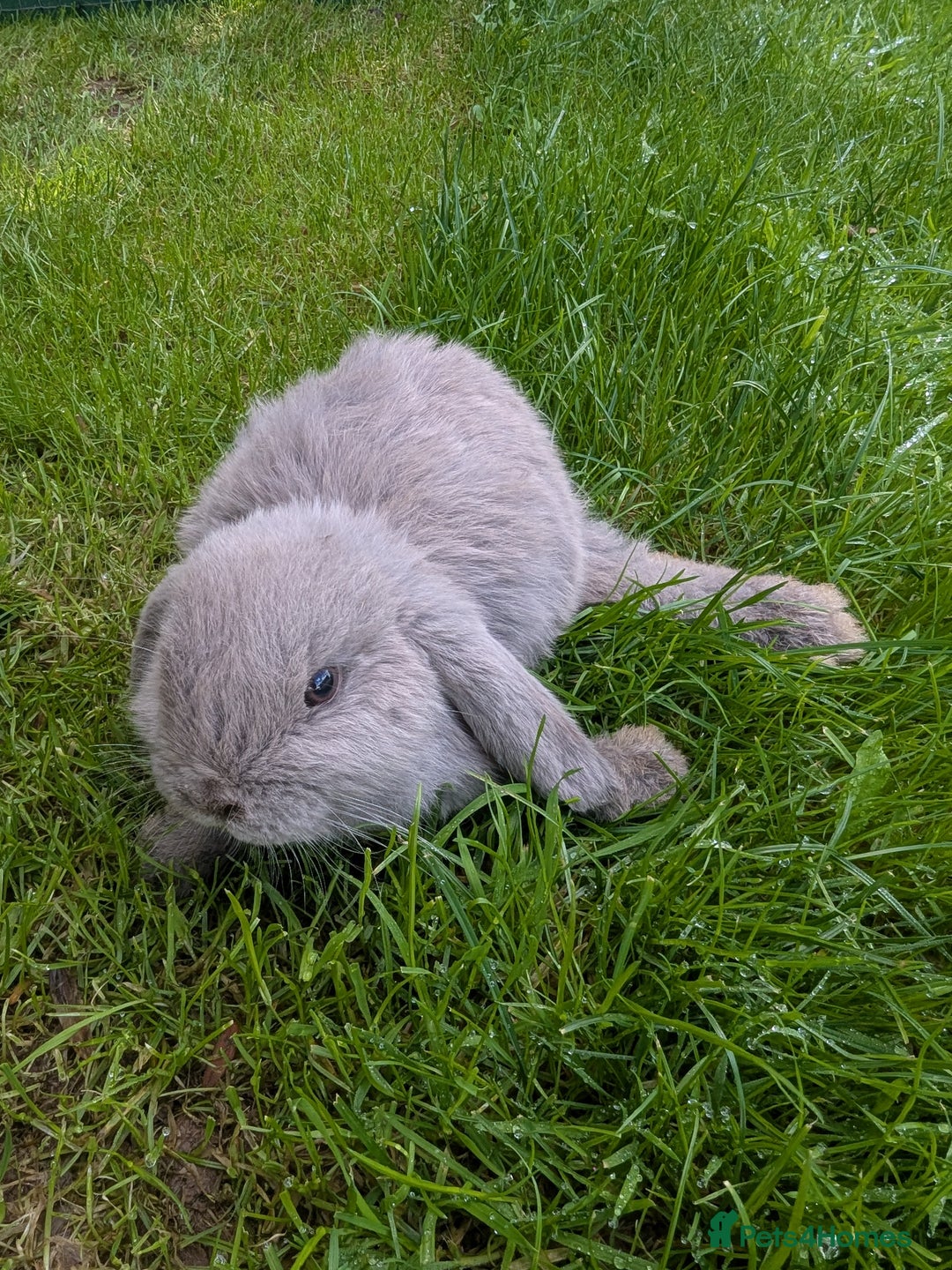 Mini Lop rabbits for sale: Beautiful mini lops, some have additional needs  - Image 6