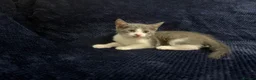 Domestic Shorthair cats for sale: Beautiful Kittens for Sale - Advert 12