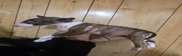 English Bull Terrier dogs for sale:  English bull terrier  - Advert 11