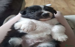 Border Collie dogs for sale: Red and white border collie/Sheepdog Pups - Image 31