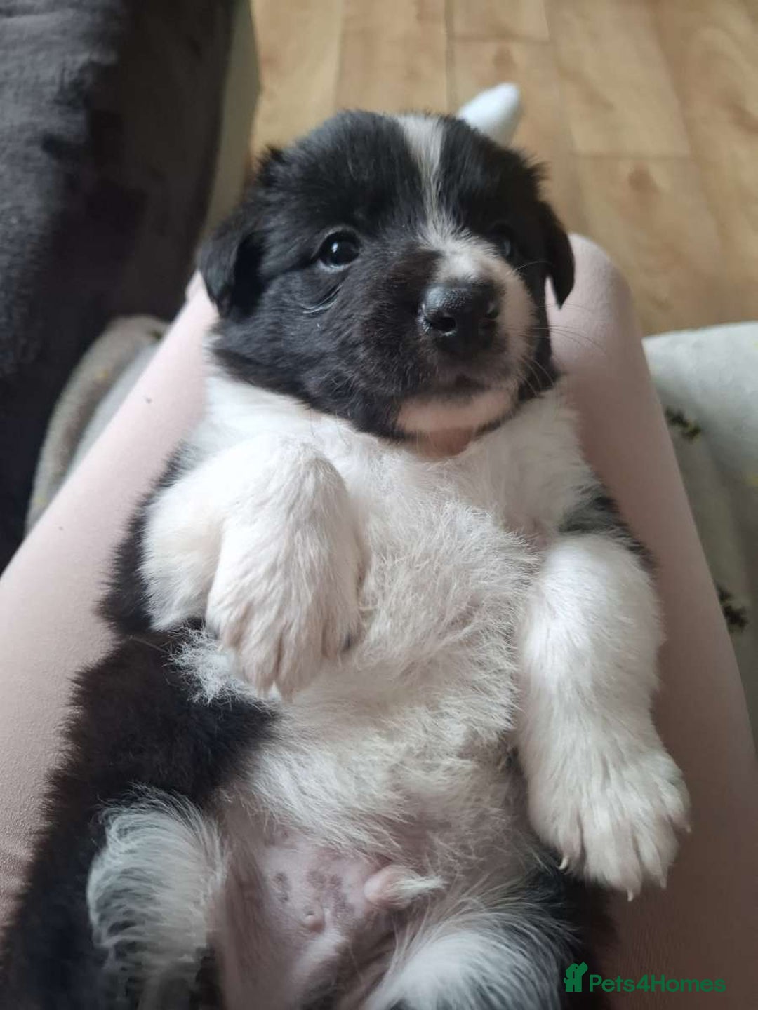 Border Collie dogs for sale: Red and white border collie/Sheepdog Pups - Image 31