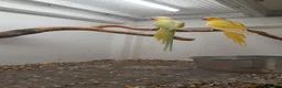 Ringnecks birds for sale: Breeding pairs of Indian ringnecks  - Advert 2